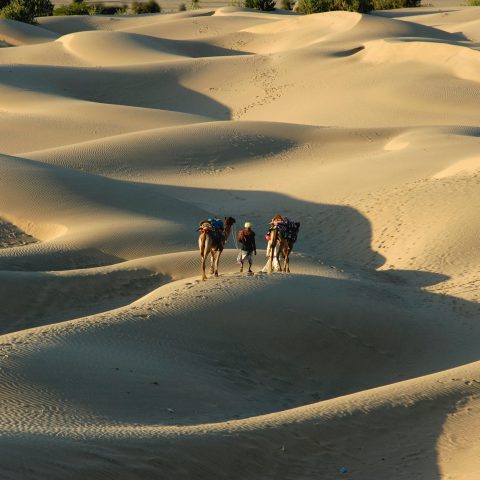 Camel Safari